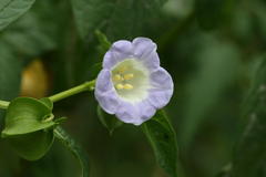 Nicandra physalodes